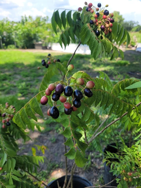 Curry Leaf Plant Murraya Koenigii Herb 5-9 Inch Quart Pot