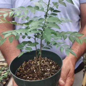 Curry Leaf Plant Murraya Koenigii Herb 5-9 Inch Quart Pot