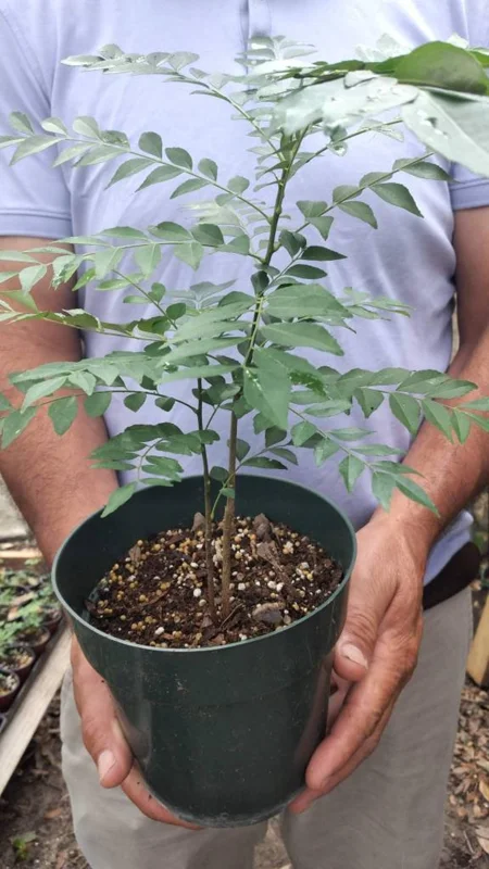 Curry Leaf Plant Murraya Koenigii Herb 5-9 Inch Quart Pot