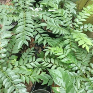 Curry Leaf Plant Murraya Koenigii Herb 5-9 Inch Quart Pot