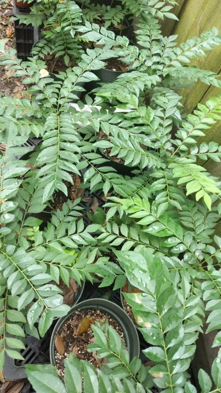 Curry Leaf Plant Murraya Koenigii Herb 5-9 Inch Quart Pot