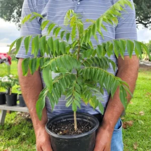 Curry Leaf Plant Murraya Koenigii Herb 5-9 Inch Quart Pot