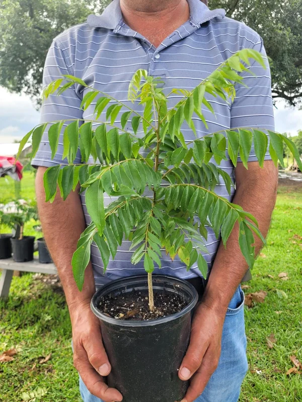 Curry Leaf Plant Murraya Koenigii Herb 5-9 Inch Quart Pot
