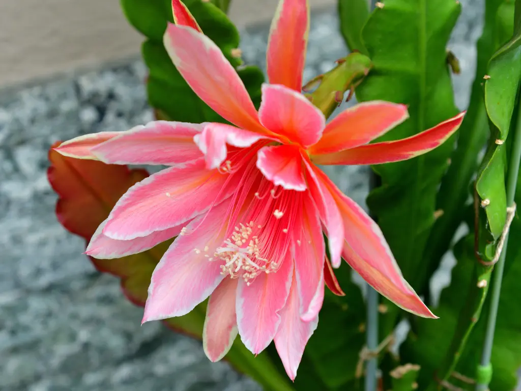 Epiphyllum hybrids (Orchid Cactus Mixes)