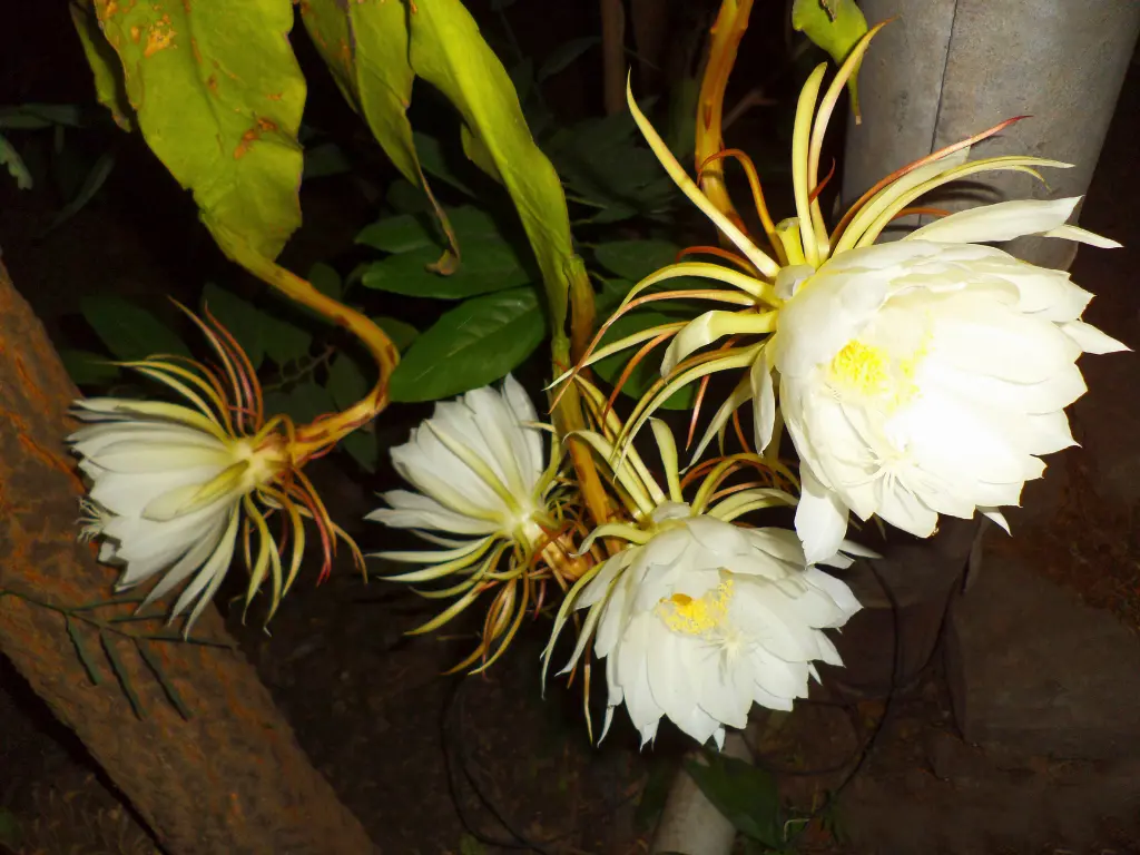 Epiphyllum oxypetalum (Queen of the Night)