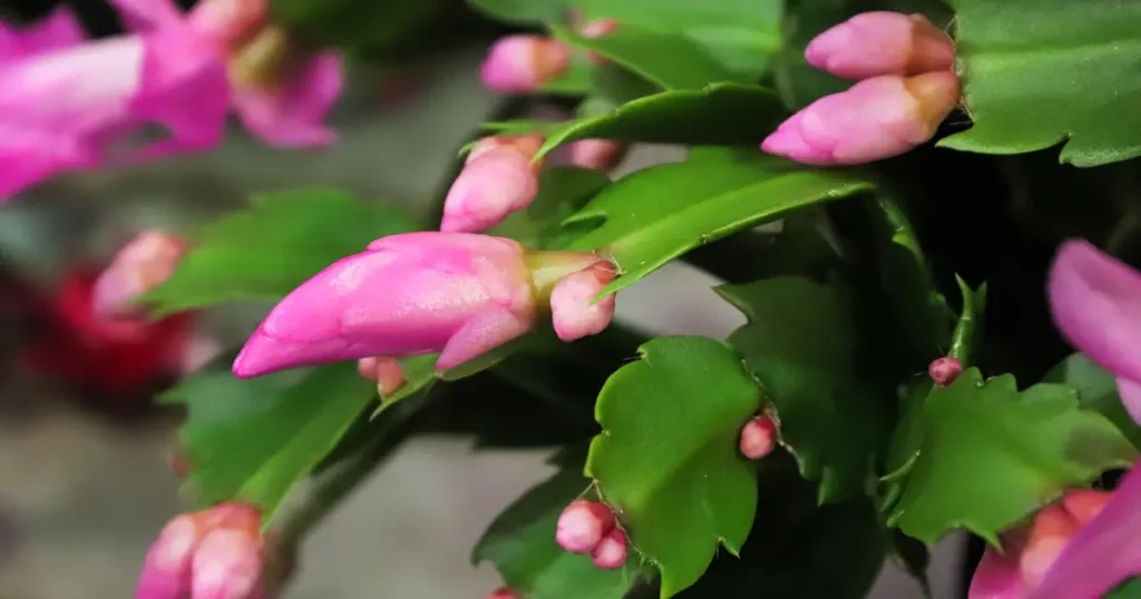 image of christmas cactus flowers and buds