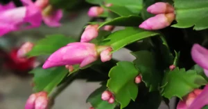 image of christmas cactus flowers and buds