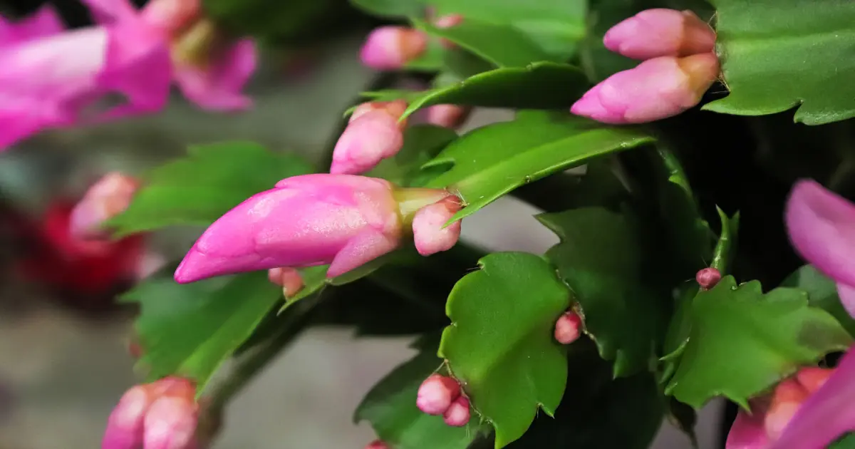 image of christmas cactus flowers and buds