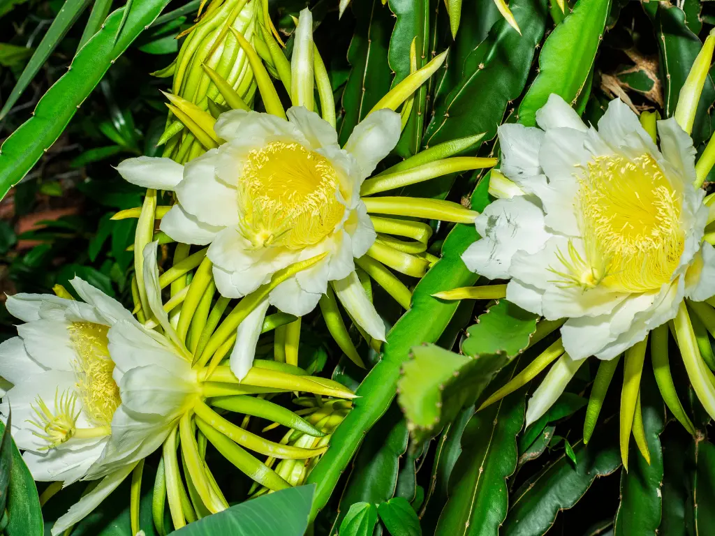Hylocereus undatus (Dragon Fruit or Red Pitaya)