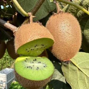 High-Yielding Kiwi Trees - 2 Live Plants - Starter Size 4-6 Inches - Sweet Hardy Vine
