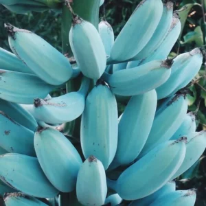 Pack 2 Banana Trees 4-8 Inc - Blue Java Banana