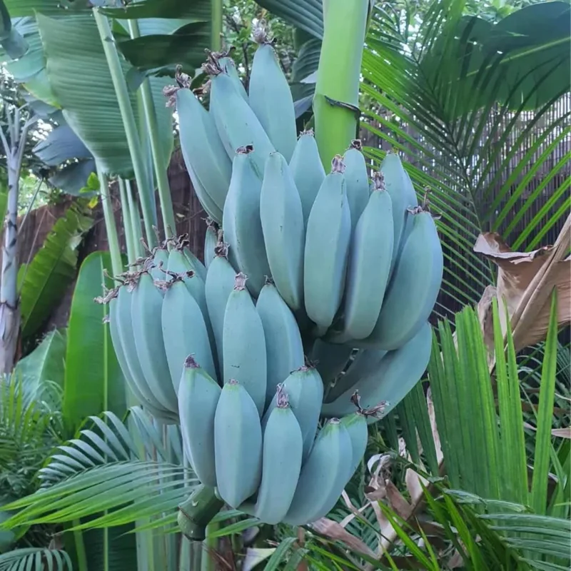 Pack 2 Banana Trees 4-8 Inc - Blue Java Banana