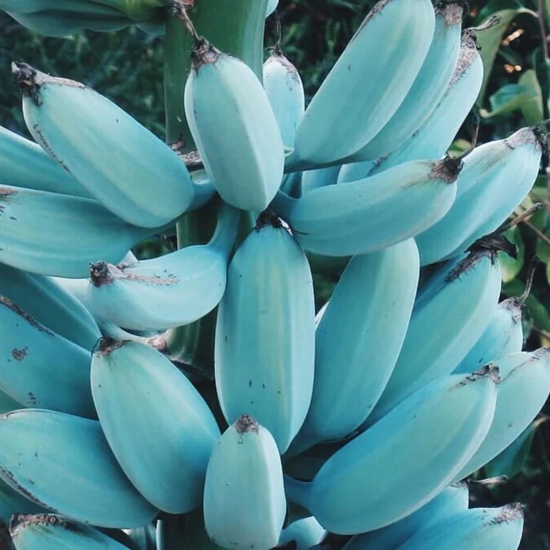 Pack 2 Banana Trees 4-8 Inc - Blue Java Banana