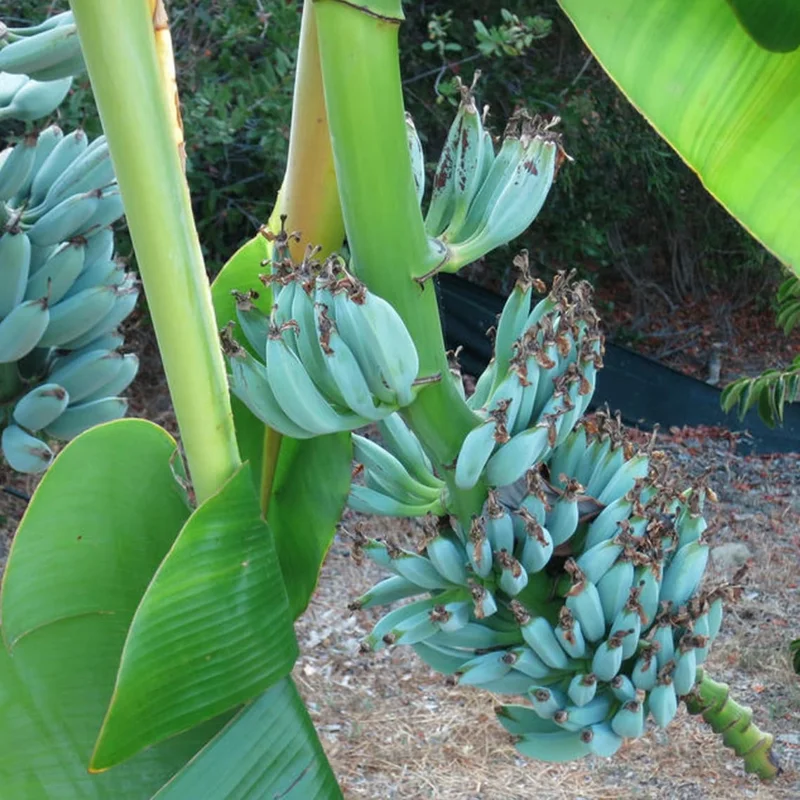 Pack 2 Banana Trees 4-8 Inc - Blue Java Banana