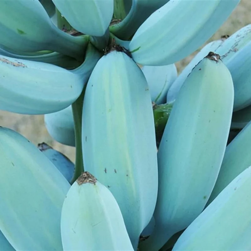 Pack 2 Banana Trees 4-8 Inc - Blue Java Banana