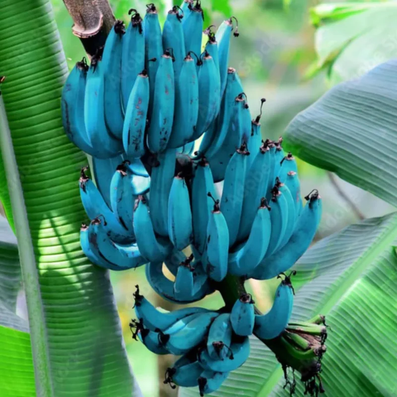 Pack 2 Banana Trees 4-8 Inc - Blue Java Banana