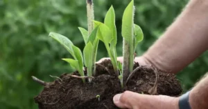 Propagating Comfrey from Root Cuttings
