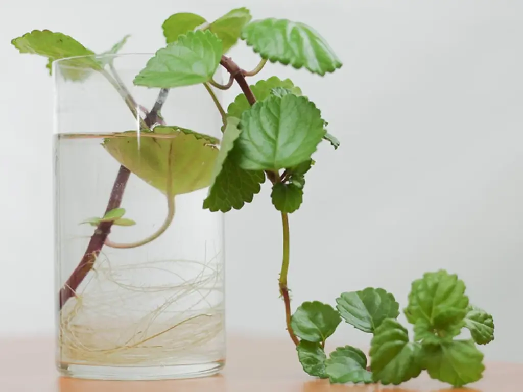 Propagating Swedish Ivy in water