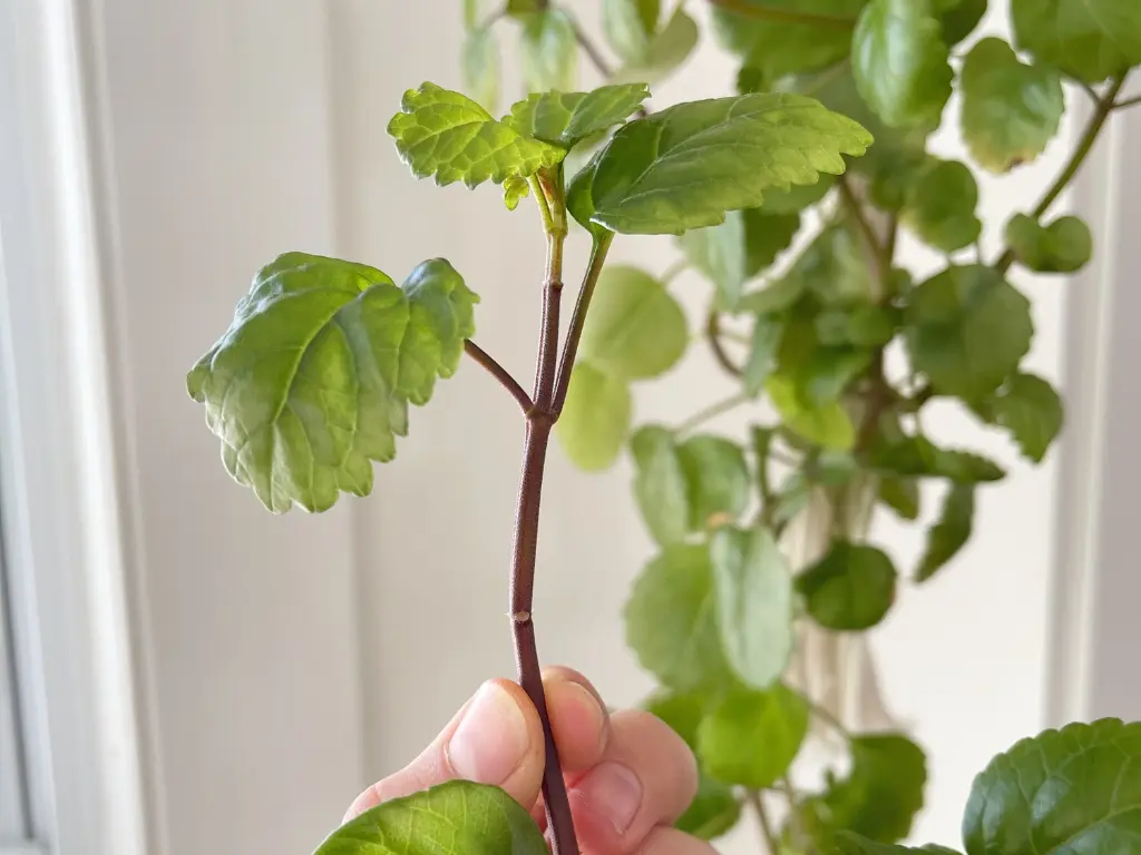 Swedish Ivy plant
