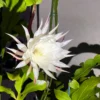 Queen of The Night Cactus Live Plant - Night Blooming Oxypetalum - 6-12 Inch - 4 Inch Pot - White Flowers