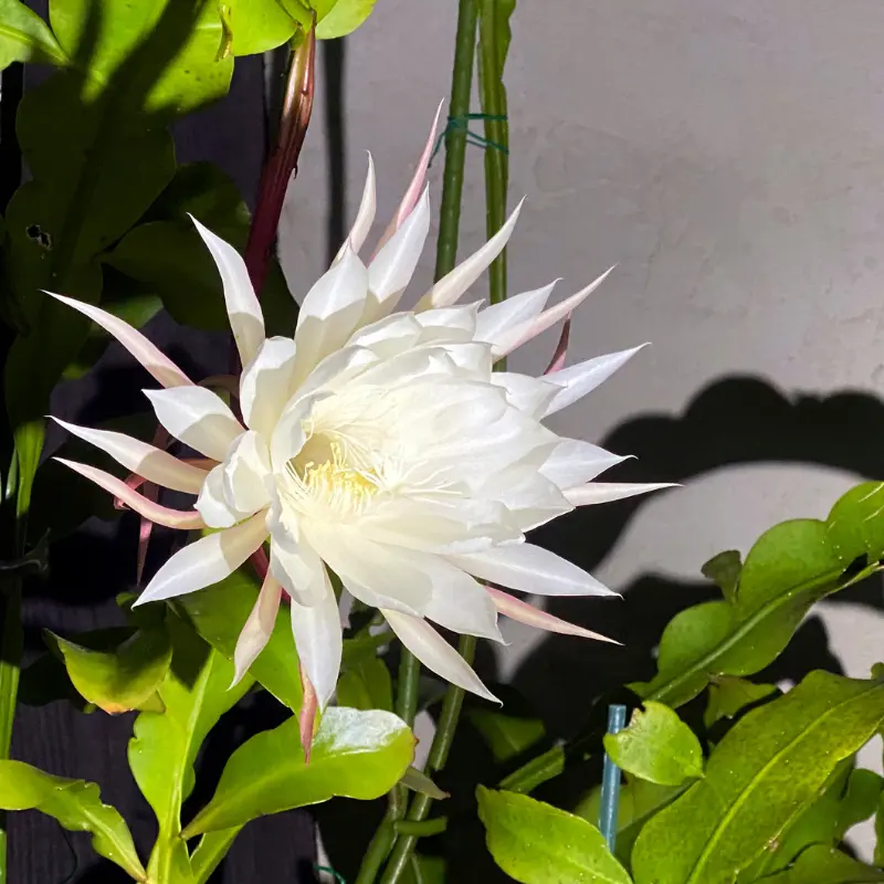 Queen of The Night Cactus Live Plant - Night Blooming Oxypetalum - 6-12 Inch - 4 Inch Pot - White Flowers