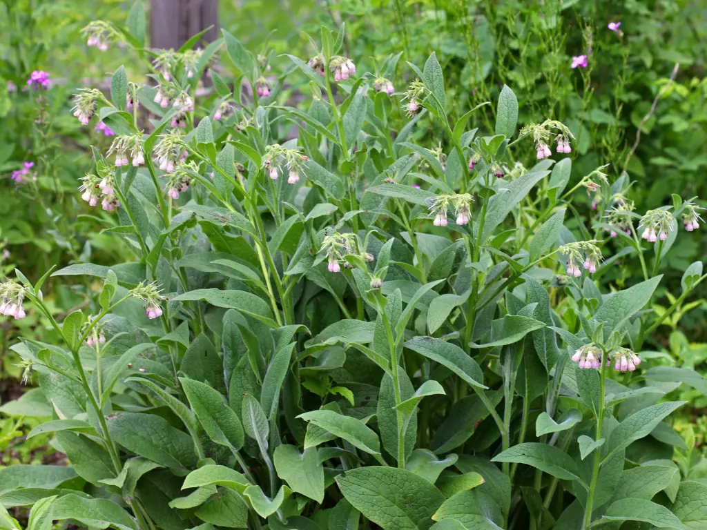 Russian Comfrey