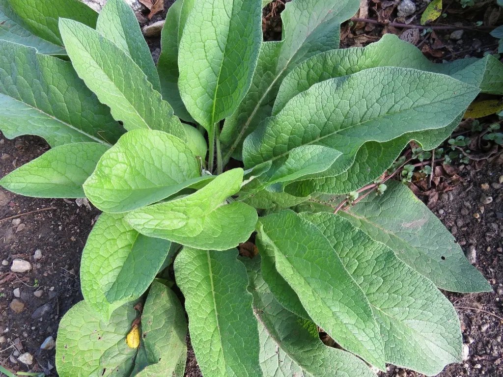 Russian Comfrey plant