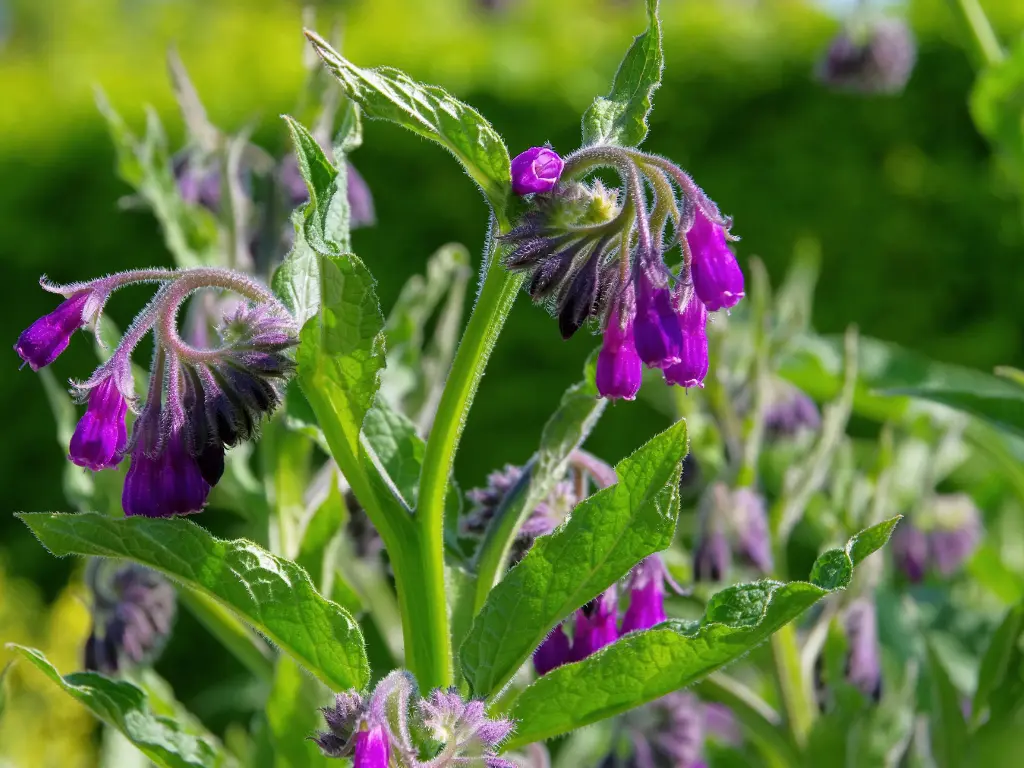Russian Comfrey