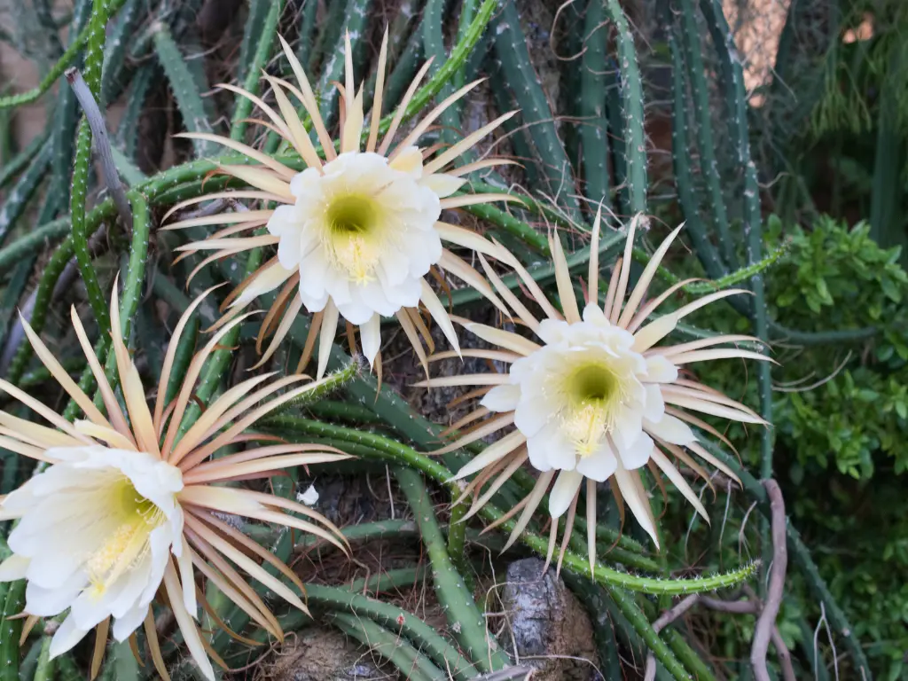 Selenicereus grandiflorus (True Night Blooming Cereus)