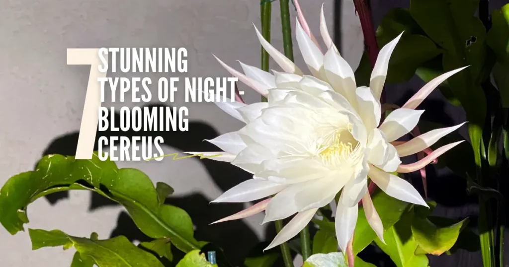 Stunning Types of Night-Blooming Cereus