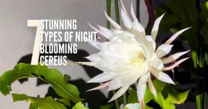 Stunning Types of Night-Blooming Cereus