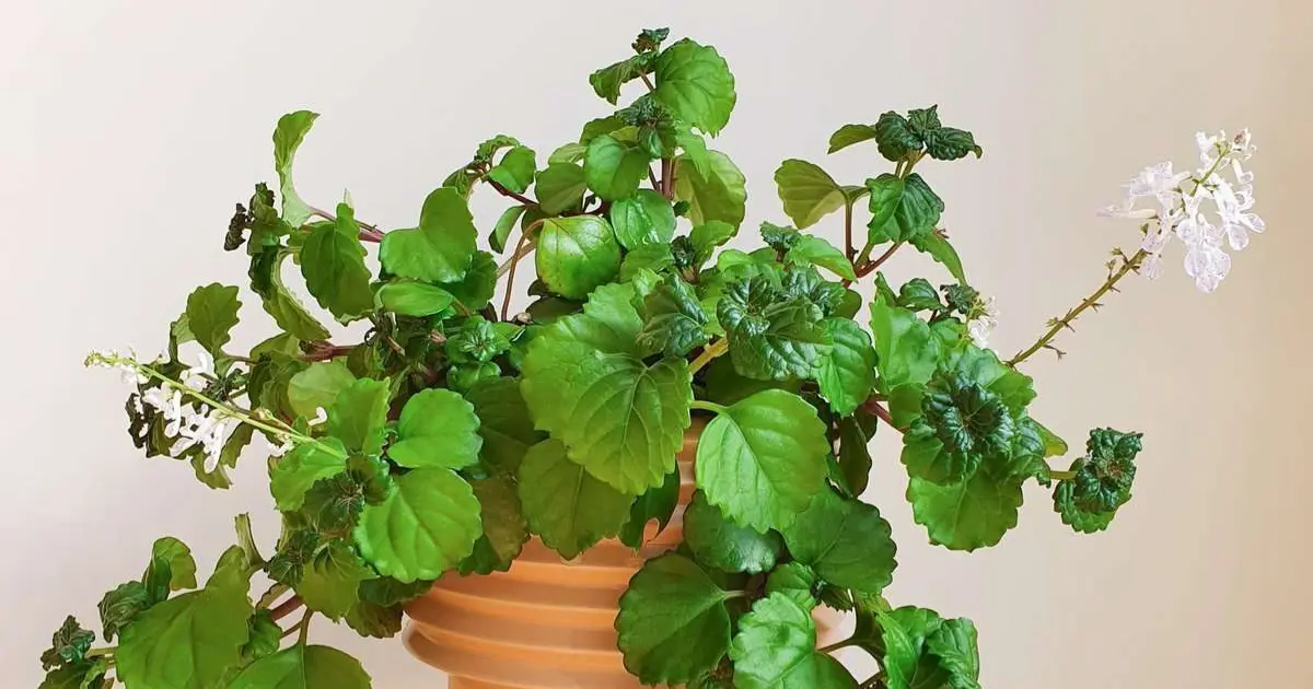 Swedish Ivy care