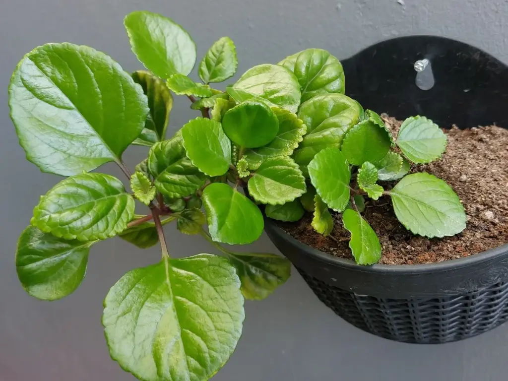 Swedish Ivy plant in hanging basket