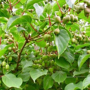 High-Yielding Kiwi Trees - 2 Live Plants - Starter Size 4-6 Inches - Sweet Hardy Vine