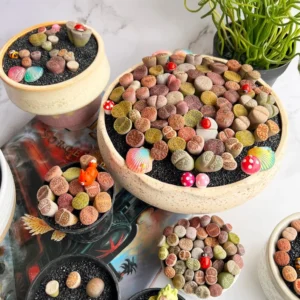 10 Multicolor Living Stone Lithops Succulent Plants