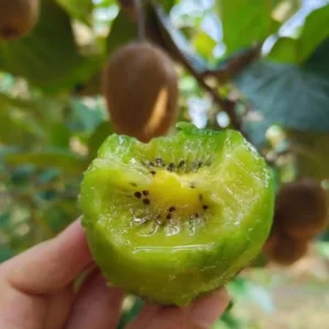 High-Yielding Kiwi Trees - 2 Live Plants - Starter Size 4-6 Inches - Sweet Hardy Vine
