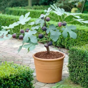 1 Fignomenal Dwarf Fig Tree Self Fertile Compact Starter Plant for Outdoors