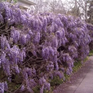 Wisteria Tree Plant - Live Plant - Beautiful Blooms - Purple - Easy Care