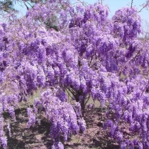 Wisteria Tree Plant - Live Plant - Beautiful Blooms - Purple - Easy Care