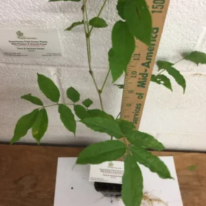 Wisteria Tree Plant - Live Plant - Beautiful Blooms - Purple - Easy Care