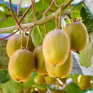 High-Yielding Kiwi Trees - 2 Live Plants - Starter Size 4-6 Inches - Sweet Hardy Vine