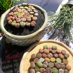 10 Multicolor Living Stone Lithops Succulent Plants