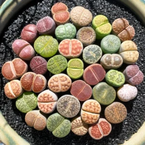10 Multicolor Living Stone Lithops Succulent Plants