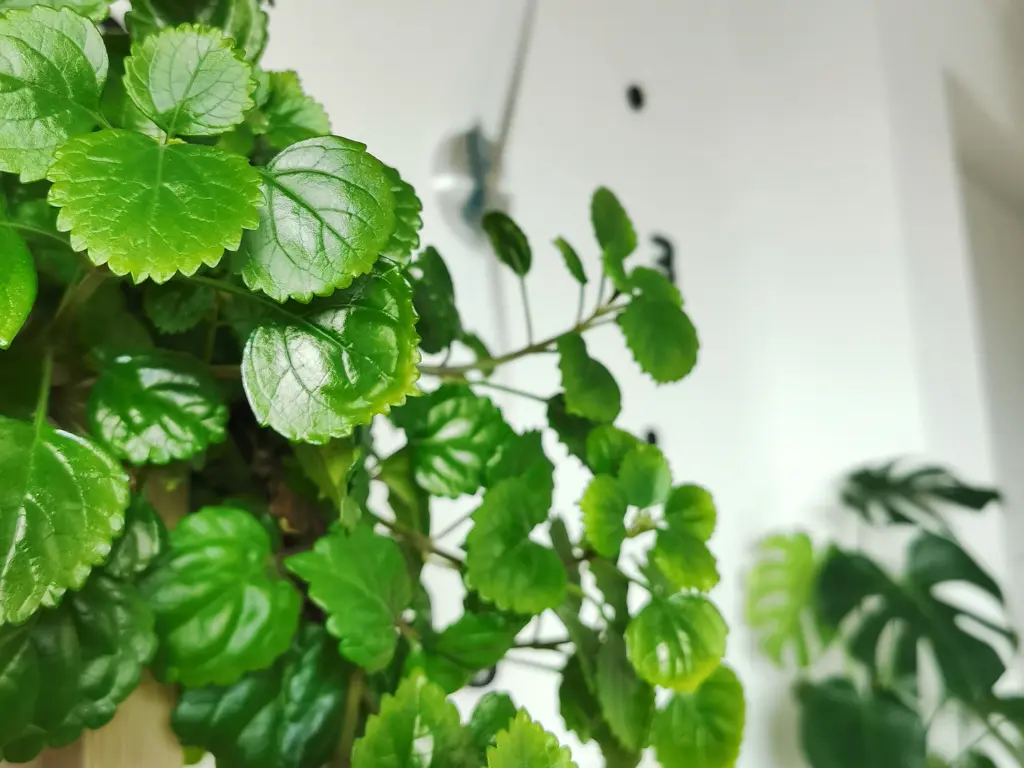 care for Swedish Ivy plants