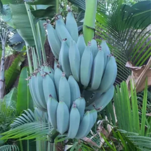 Pack 2 Banana Trees 4-8 Inc - Blue Java Banana