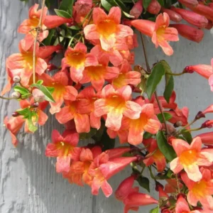 Tangerine Crossvine Live Plant 1 Gallon - Orange Flowers, Fast Growing, Self-Clinging