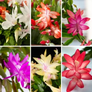 6 Assorted Christmas Cactus Plants - 4 to 6 Inch Live Schlumbergera - Vibrant Colors