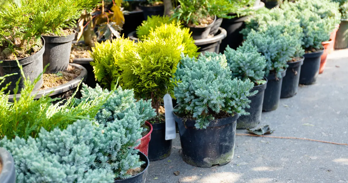 winter plants for sale