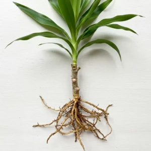 Lucky Fortune Hydroponic Corn Plant for Indoor Outdoor (Wood no buds 1 to 2 ft Tall) - Image 25