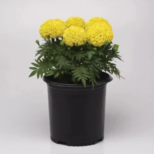 Set 2 Yellow Marigold Live Starter Plants in 1 Pot for Planting, 4"Tall 4"Pot, Marigold Flowers, Yellow Flower, Marigold Yellow (No Ship CA)